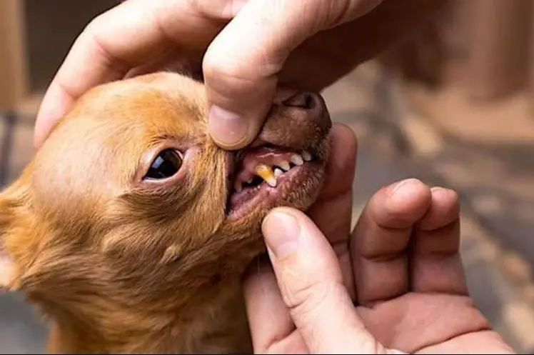 Dog Itching