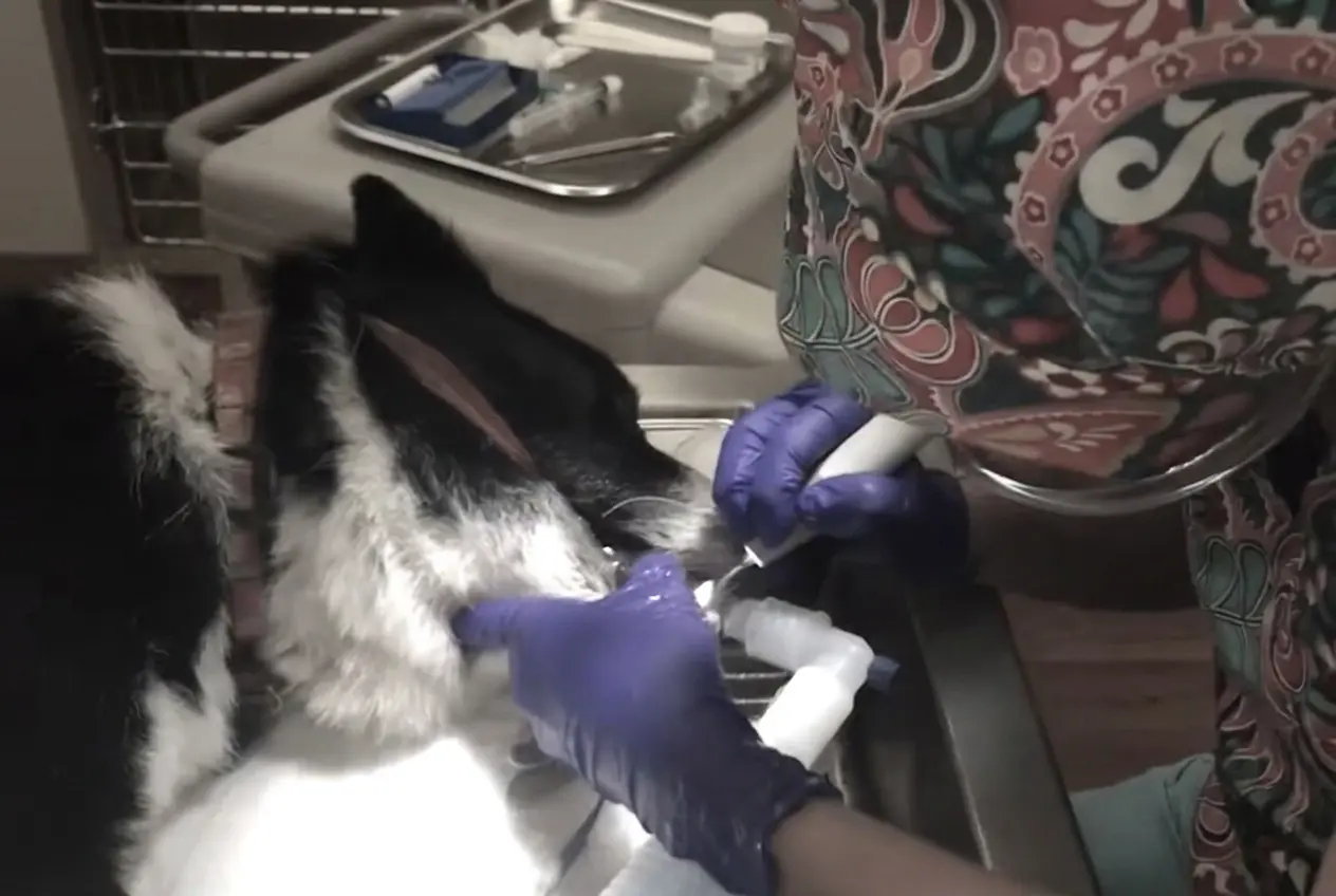 Dog dental health